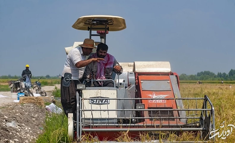 (تصاویر) برداشت برنج در مازندران